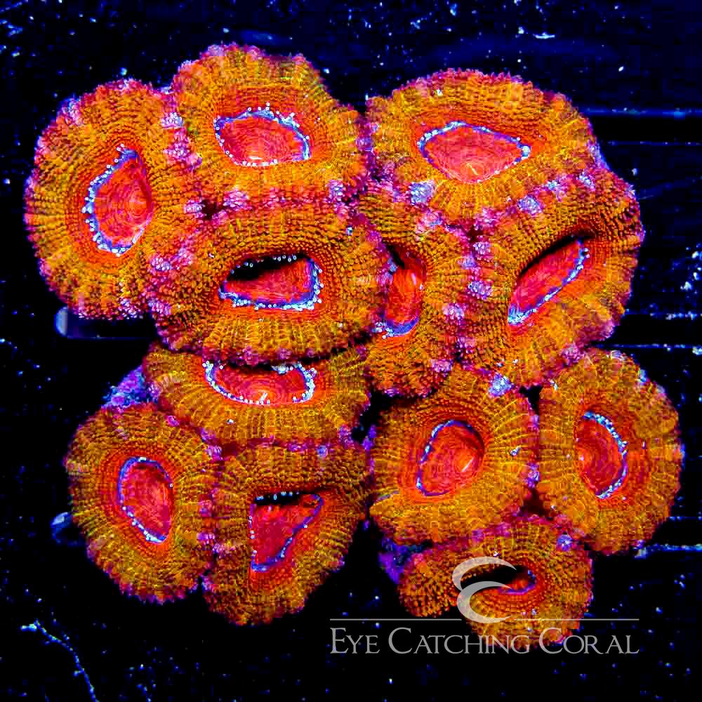 Wholesale Coral Aussie & Indo Shipments Eye Catching Coral