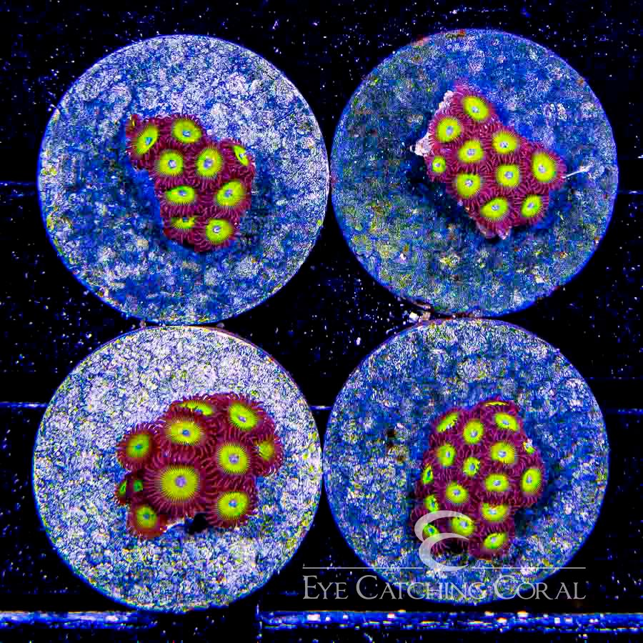Wholesale Coral | Aussie & Indo Shipments | Eye Catching Coral