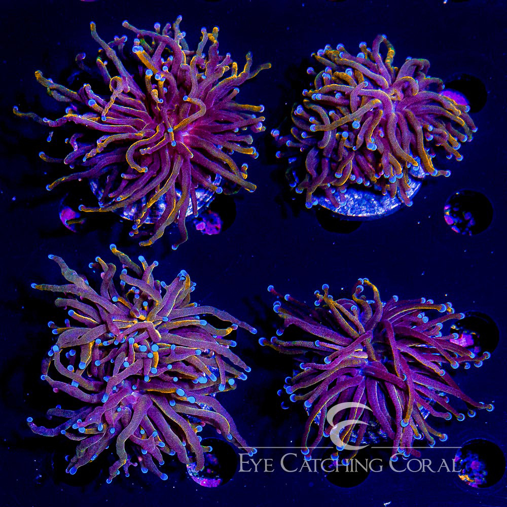 Wholesale Coral Aussie & Indo Shipments Eye Catching Coral