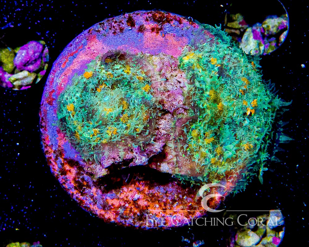 Indo Roids Wholesale Coral | Aussie & Indo Shipments | Eye Catching Coral