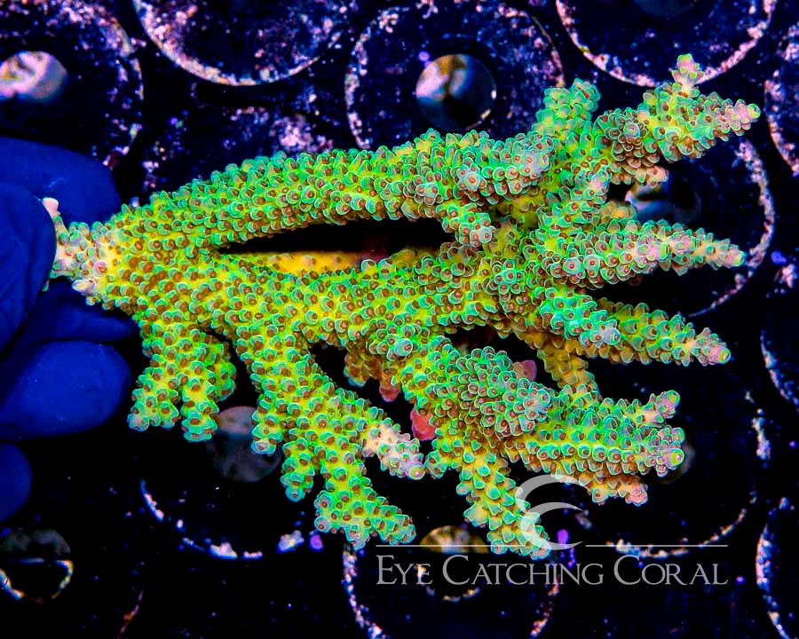 Wholesale Coral Aussie & Indo Shipments Eye Catching Coral