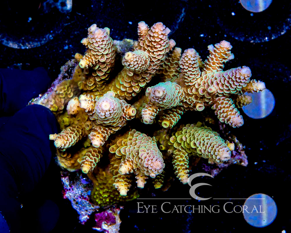 Wholesale Coral Aussie & Indo Shipments Eye Catching Coral