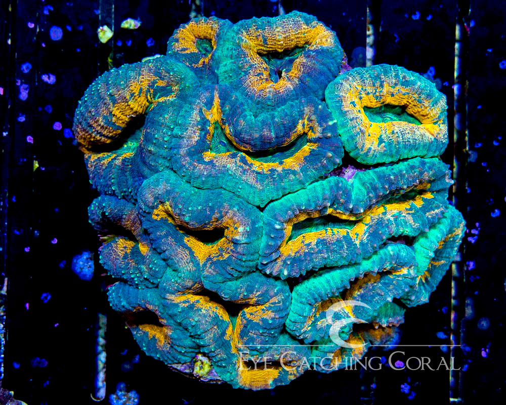 Wholesale Coral Aussie & Indo Shipments Eye Catching Coral