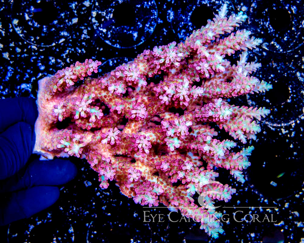 Wholesale Coral Aussie & Indo Shipments Eye Catching Coral