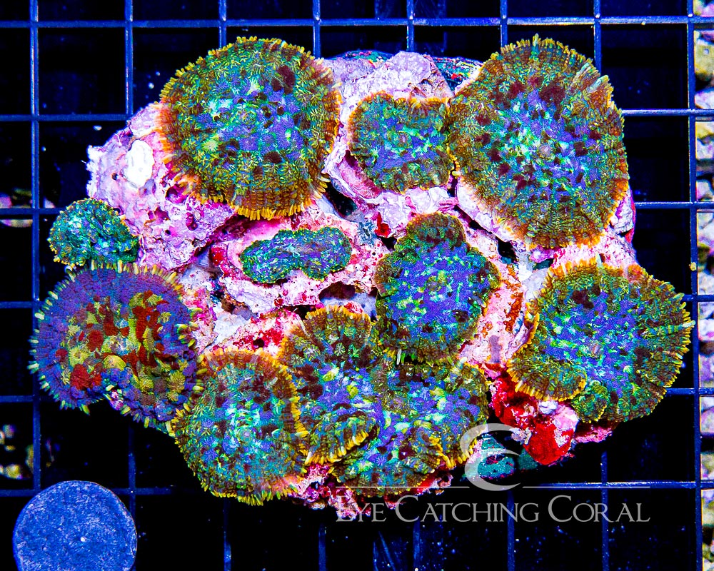 Indo Roids Wholesale Coral | Aussie & Indo Shipments | Eye Catching Coral