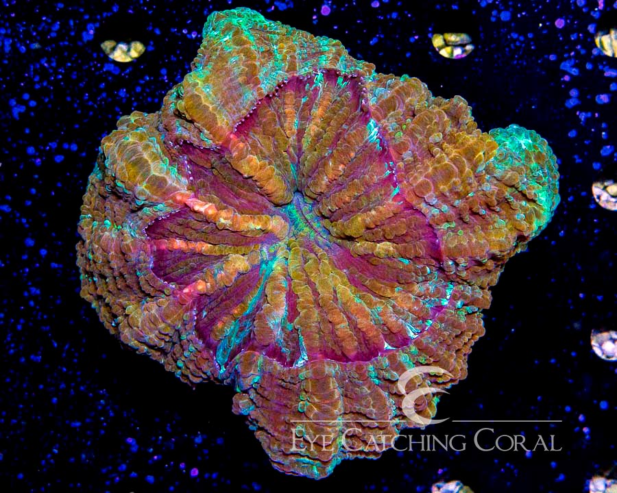 Wholesale Coral Aussie & Indo Shipments Eye Catching Coral