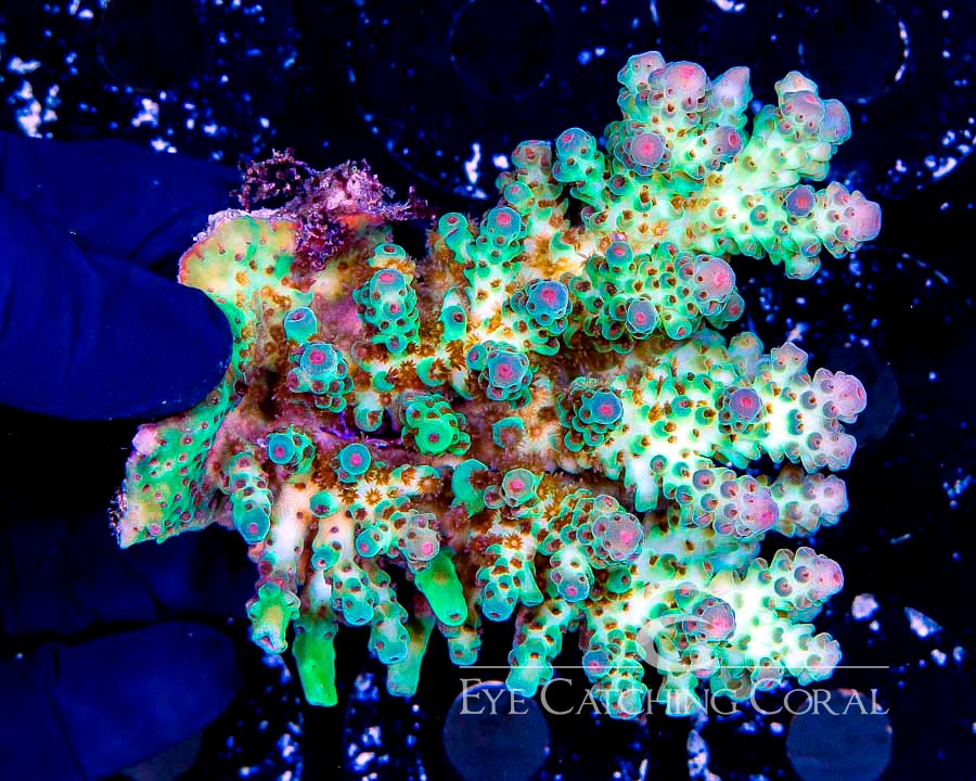 Wholesale Coral Aussie & Indo Shipments Eye Catching Coral