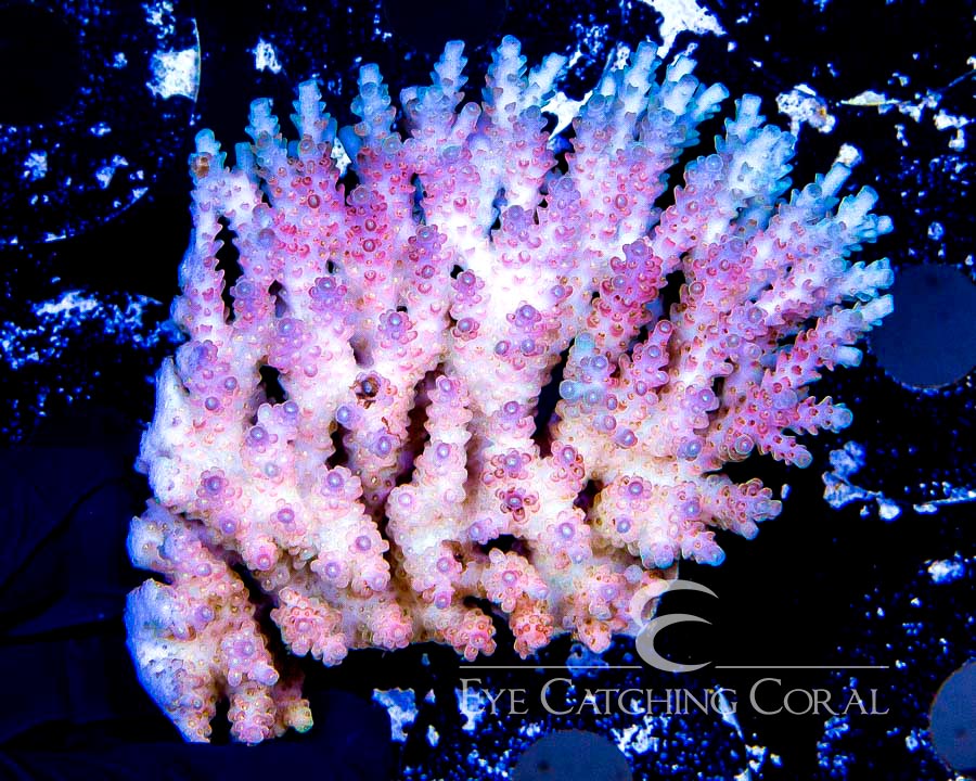 Wholesale Coral Aussie & Indo Shipments Eye Catching Coral