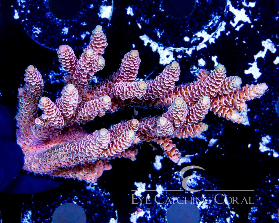 Wholesale Coral Aussie & Indo Shipments Eye Catching Coral