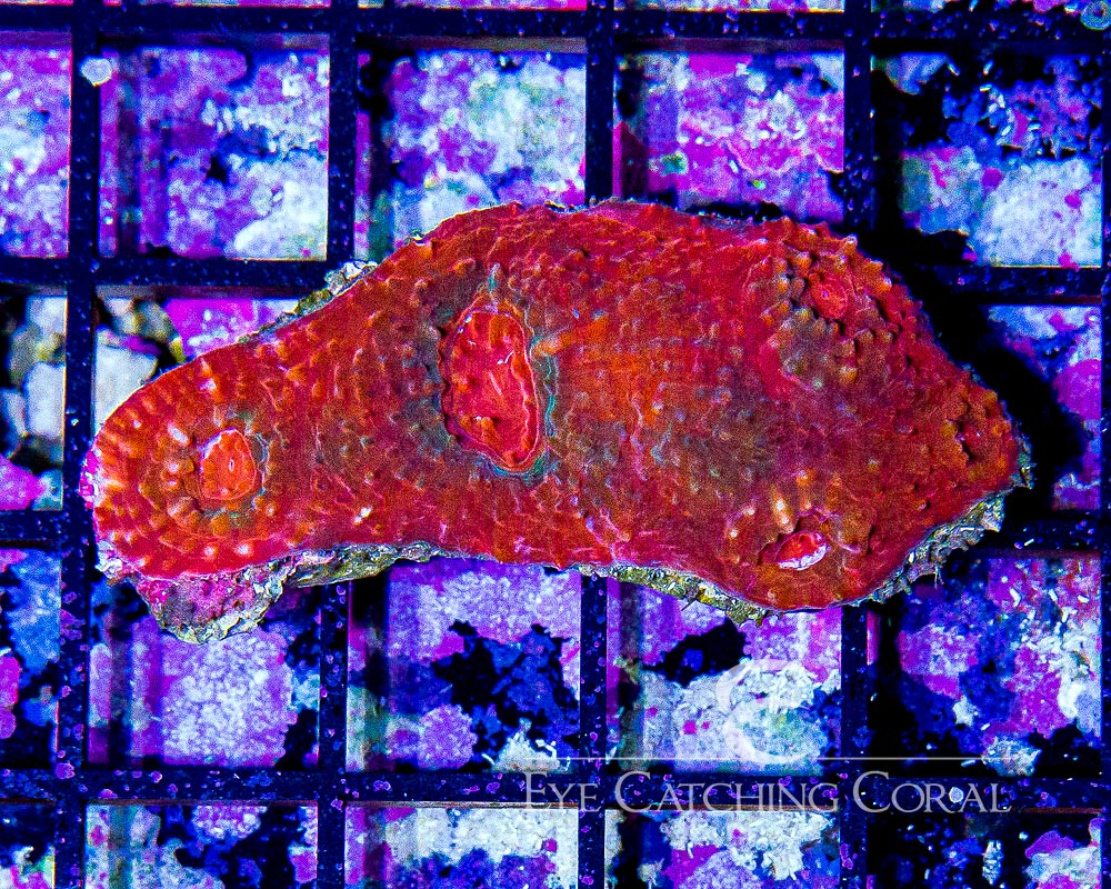 Wholesale Coral Aussie & Indo Shipments Eye Catching Coral