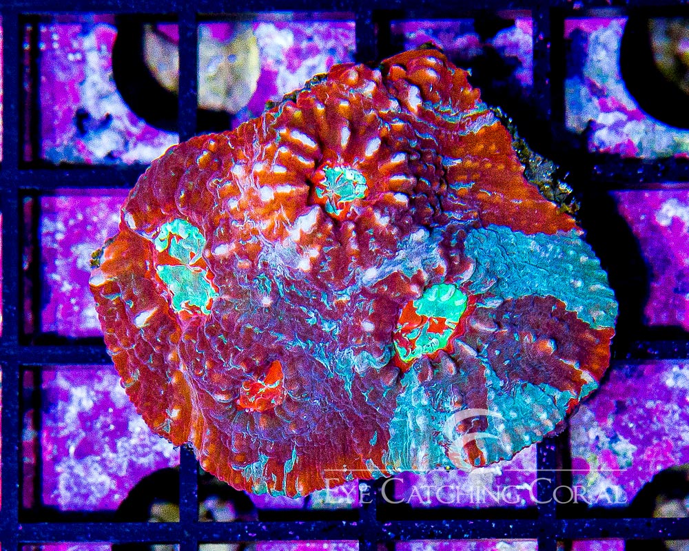 Wholesale Coral Aussie & Indo Shipments Eye Catching Coral
