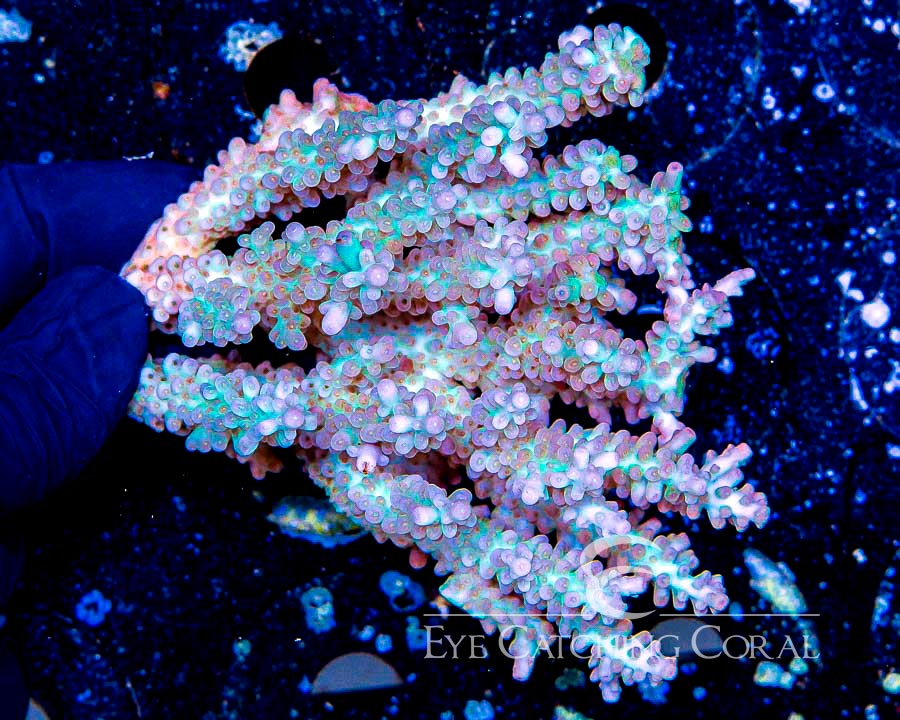 Wholesale Coral Aussie & Indo Shipments Eye Catching Coral
