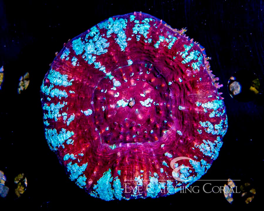 Wholesale Coral Aussie & Indo Shipments Eye Catching Coral