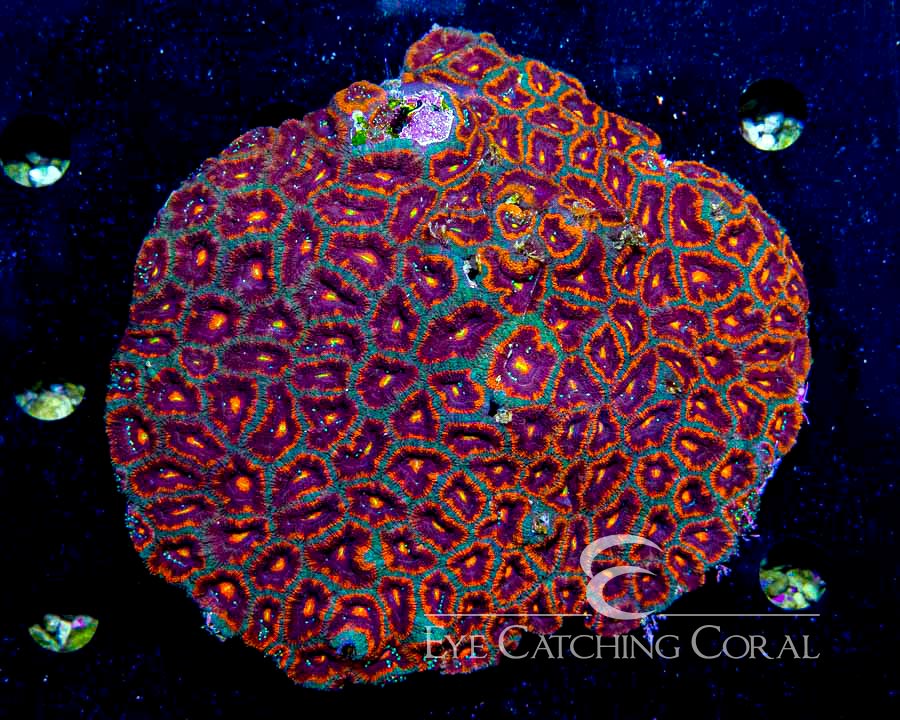 Wholesale Coral Aussie & Indo Shipments Eye Catching Coral