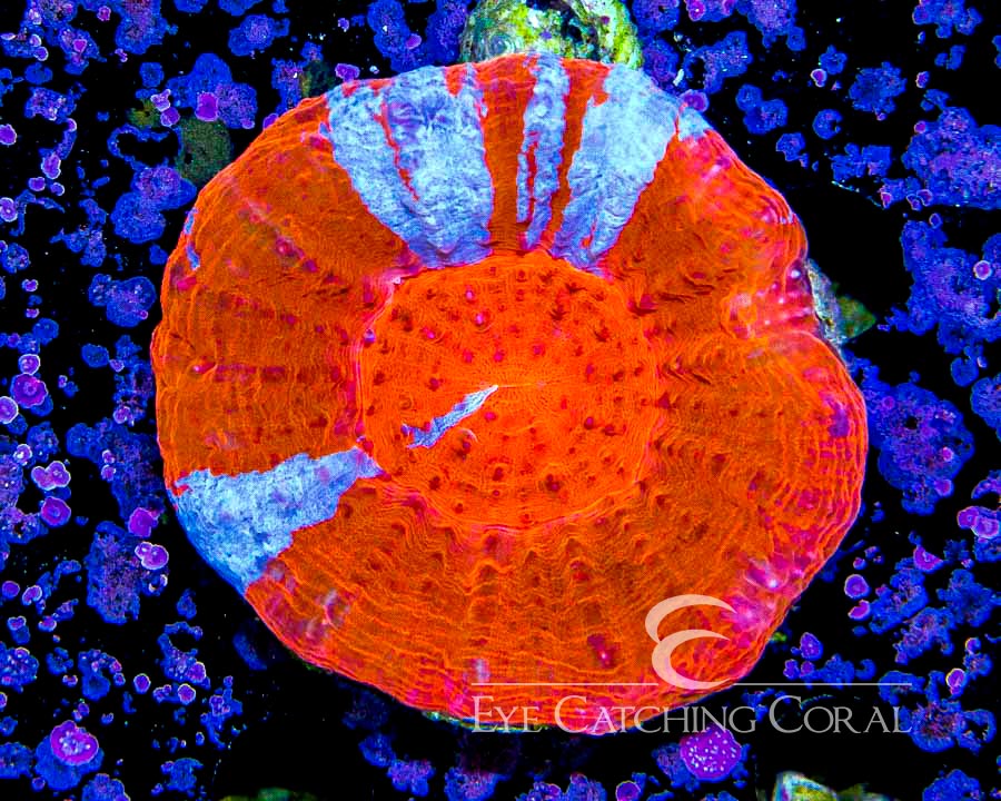Wholesale Coral Aussie & Indo Shipments Eye Catching Coral