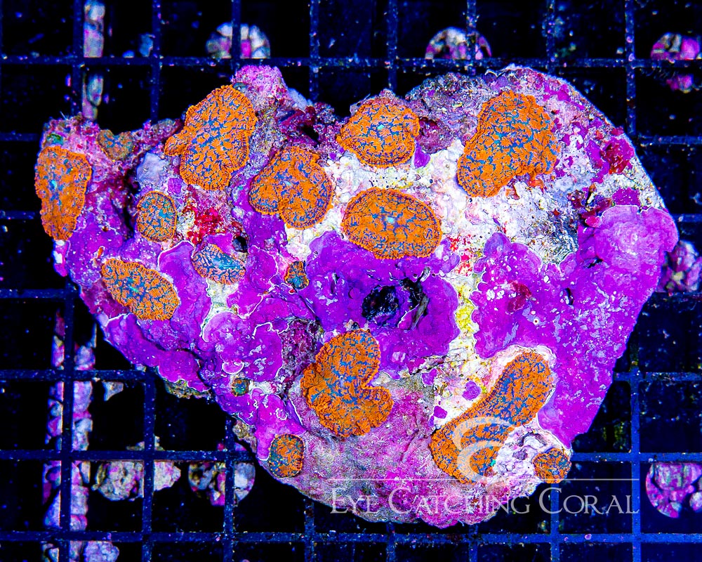 Indo Roids Wholesale Coral | Aussie & Indo Shipments | Eye Catching Coral