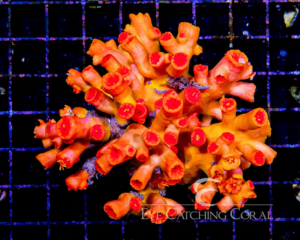 Wholesale Coral Aussie & Indo Shipments Eye Catching Coral