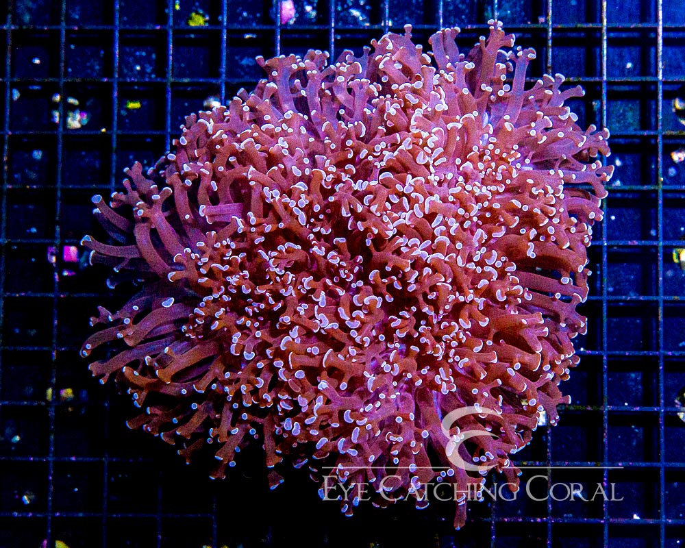 Wholesale Coral Aussie & Indo Shipments Eye Catching Coral