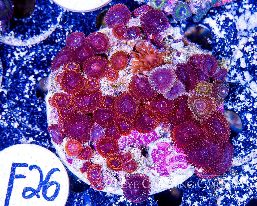 Wholesale Coral Aussie & Indo Shipments Eye Catching Coral