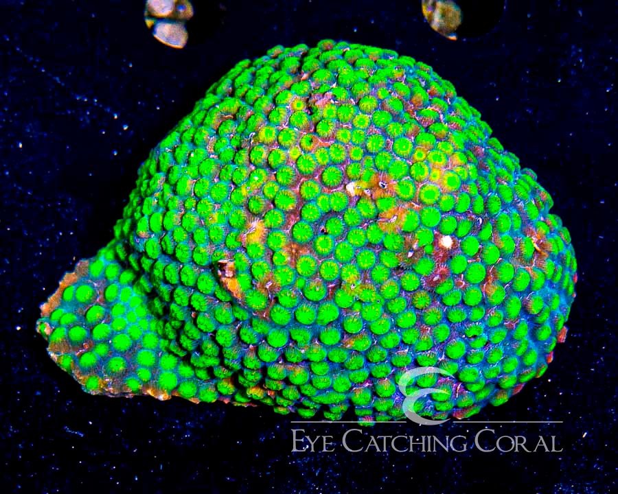 Wholesale Coral Aussie & Indo Shipments Eye Catching Coral