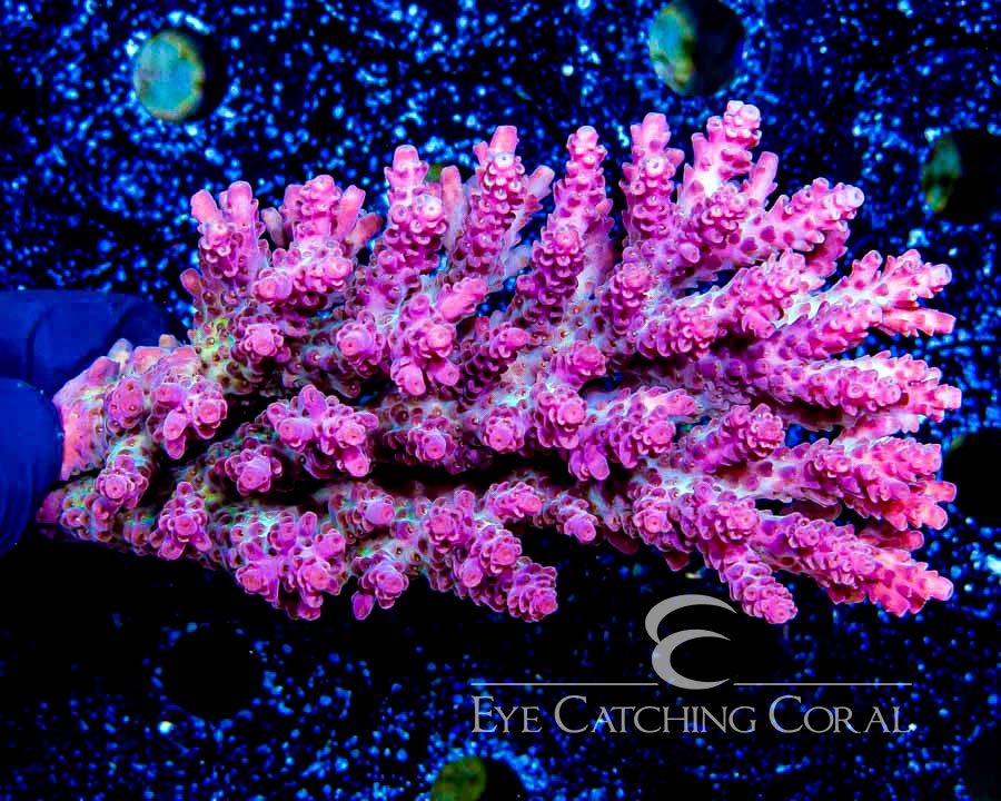 Wholesale Coral Aussie & Indo Shipments Eye Catching Coral