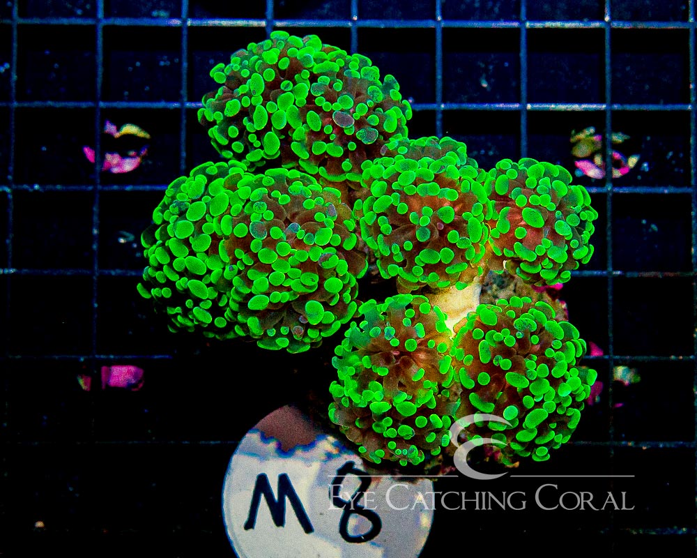 Wholesale Coral | Aussie & Indo Shipments | Eye Catching Coral
