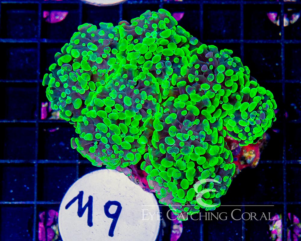 Wholesale Coral | Aussie & Indo Shipments | Eye Catching Coral