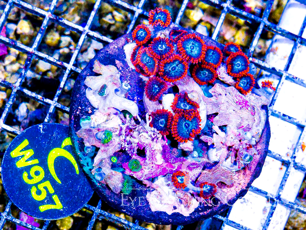 Indo Zoanthid M- Disc w957