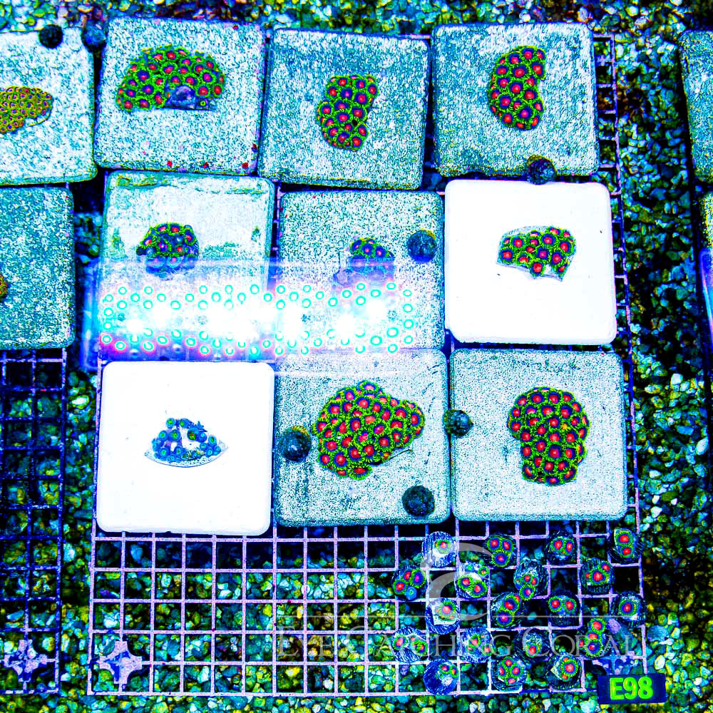 ECC Yellow Brick Road Zoanthid Frag (2+Polyp Average)