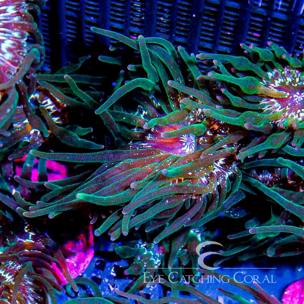 ECC Nexus Joker Bubble Tip Anemone