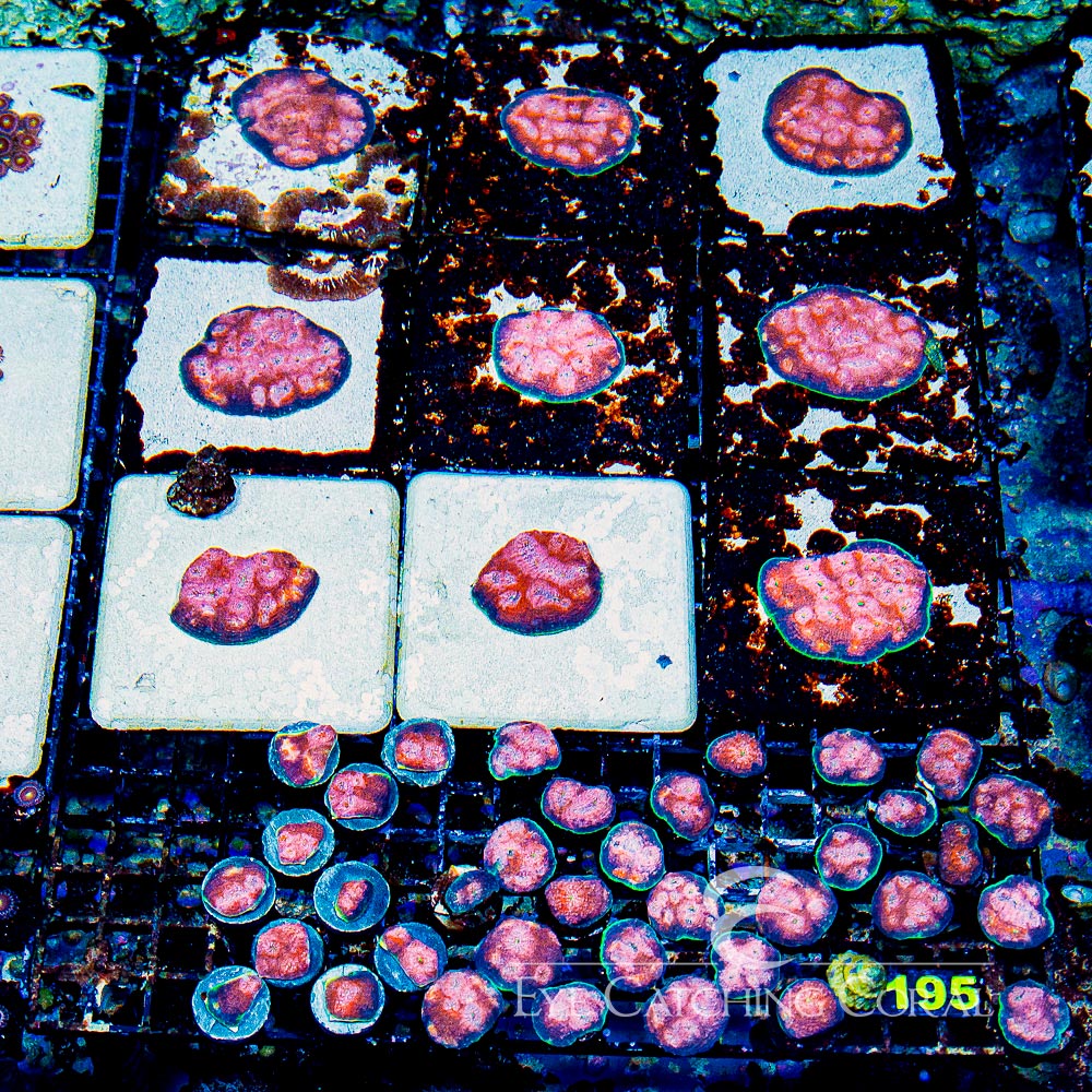 ECC Hypershock Acan Echinata Frag
