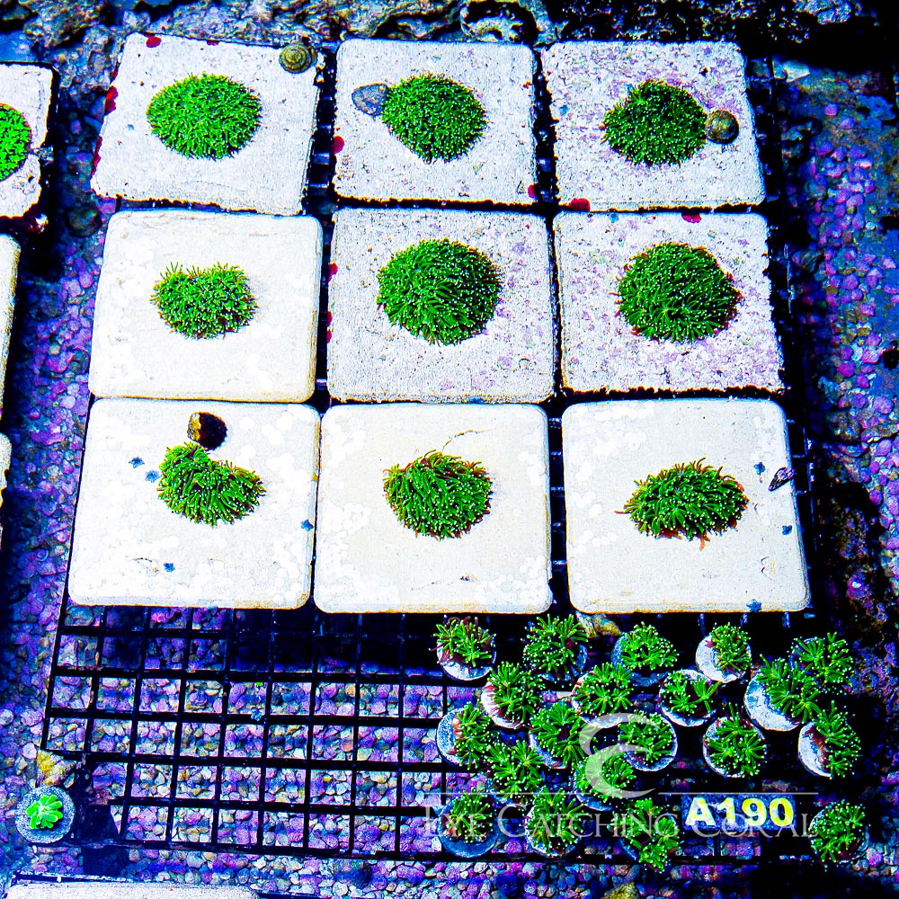 ECC Starburst Galaxea Frag