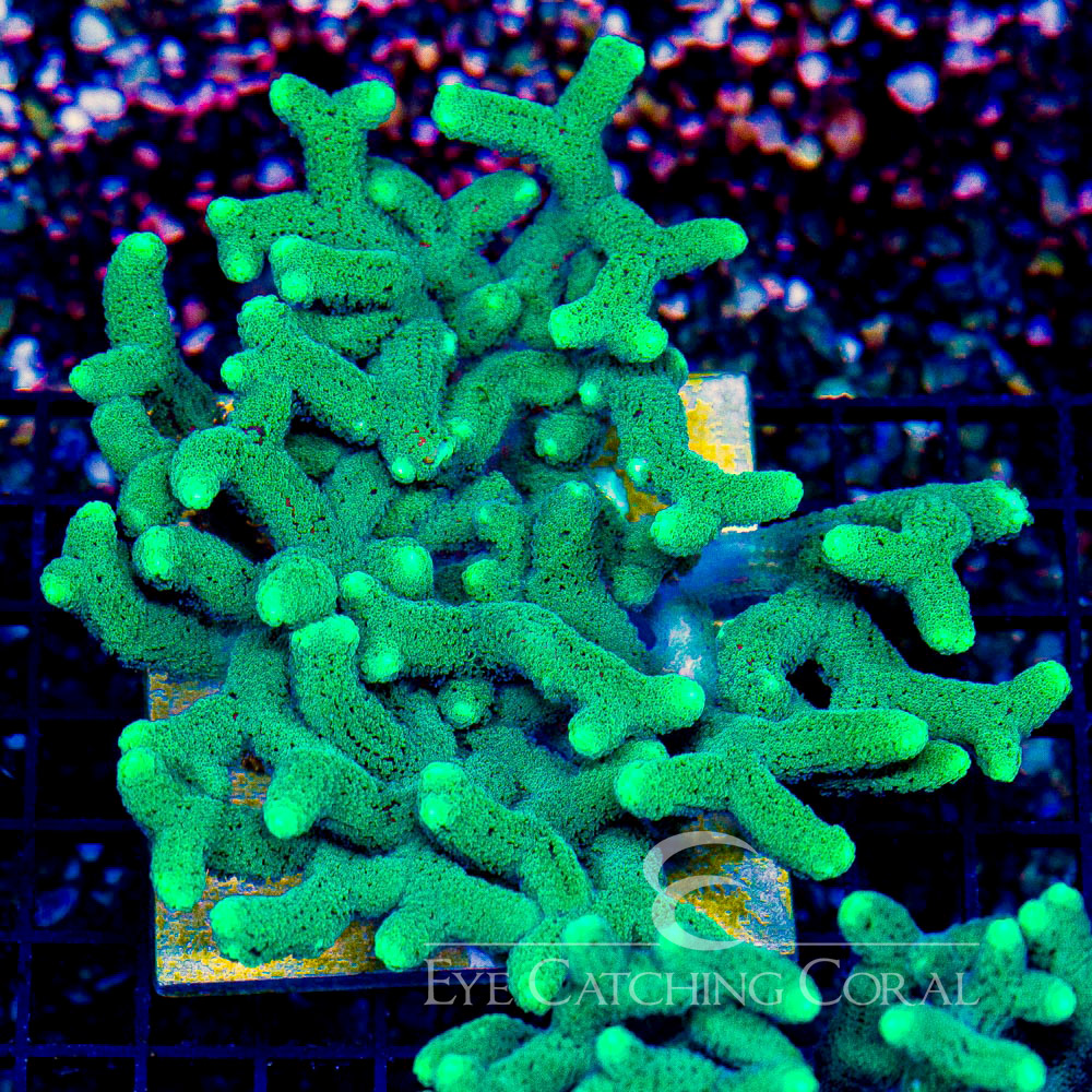 ECC Lush Oasis Birdsnest Frag