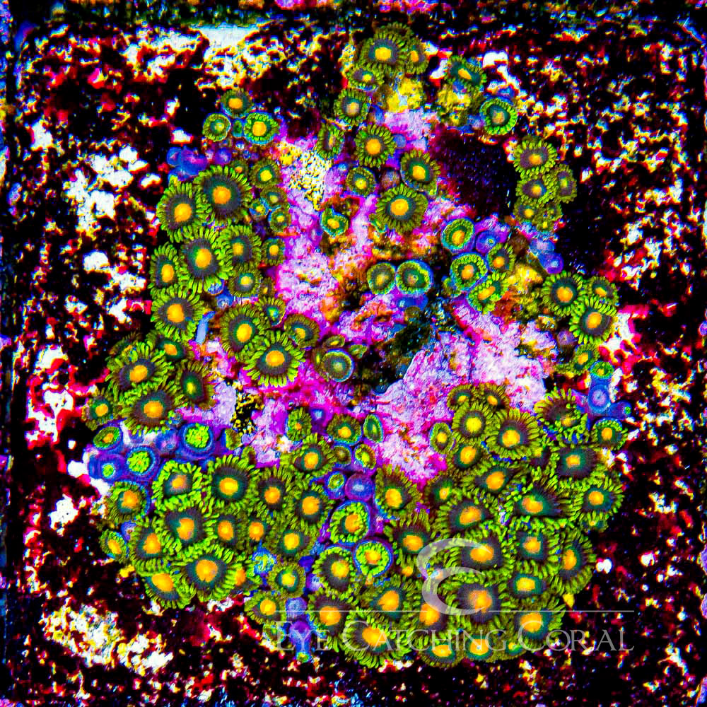 ECC Green Bay Packers Zoanthid Frag (4+Polyp Average)
