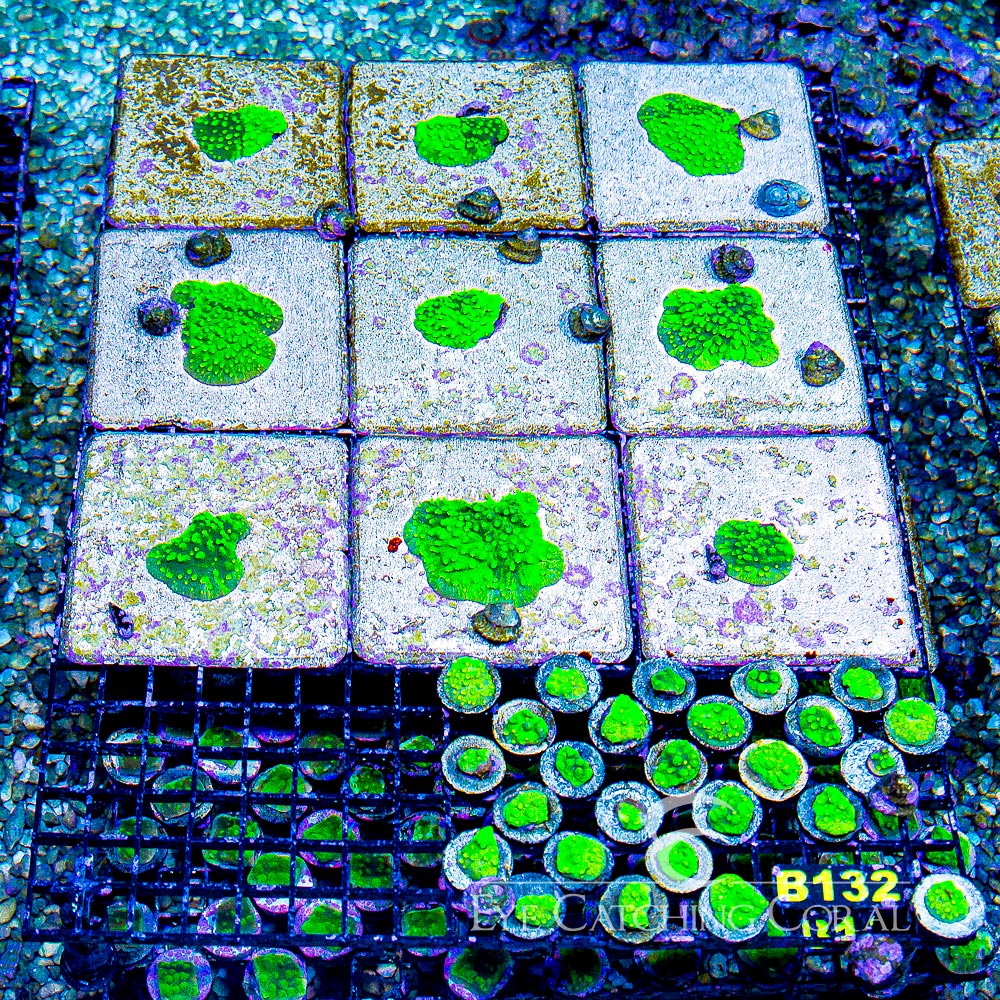 ECC Glow Worm Astreopora Frag