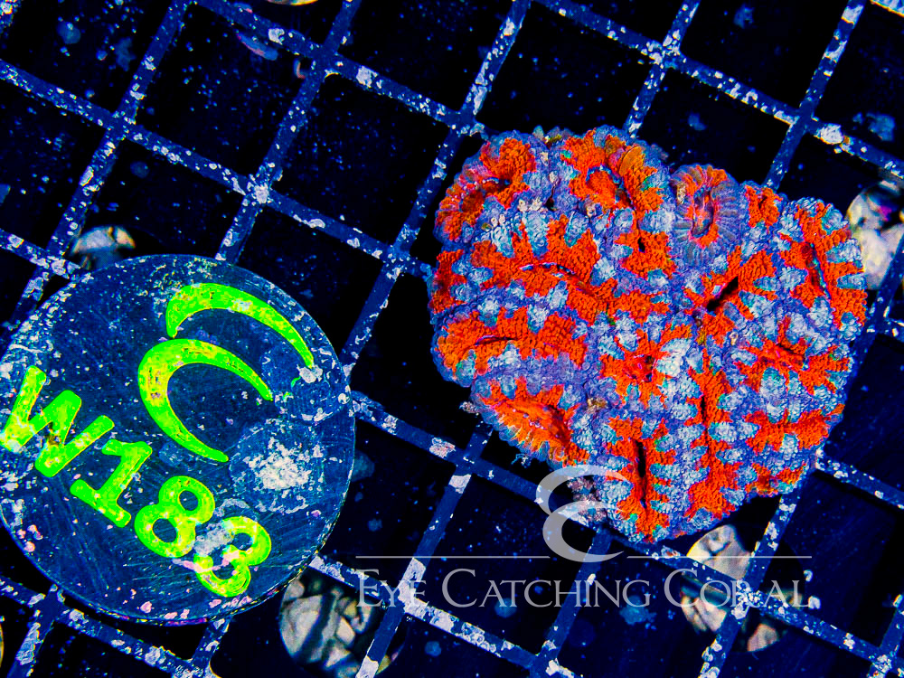Aussie Acan Lord A Grade XXS - Disc W183