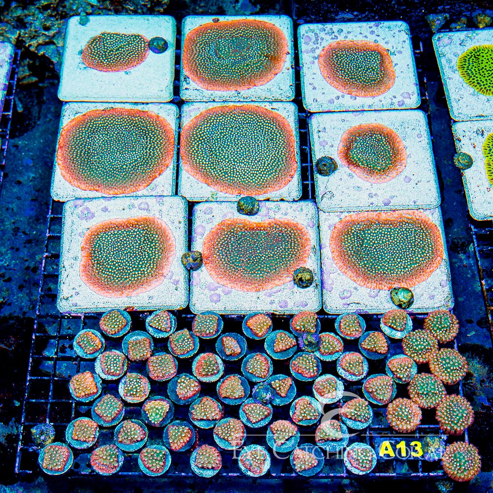 ECC Peachy Keen Cyphastrea Frag