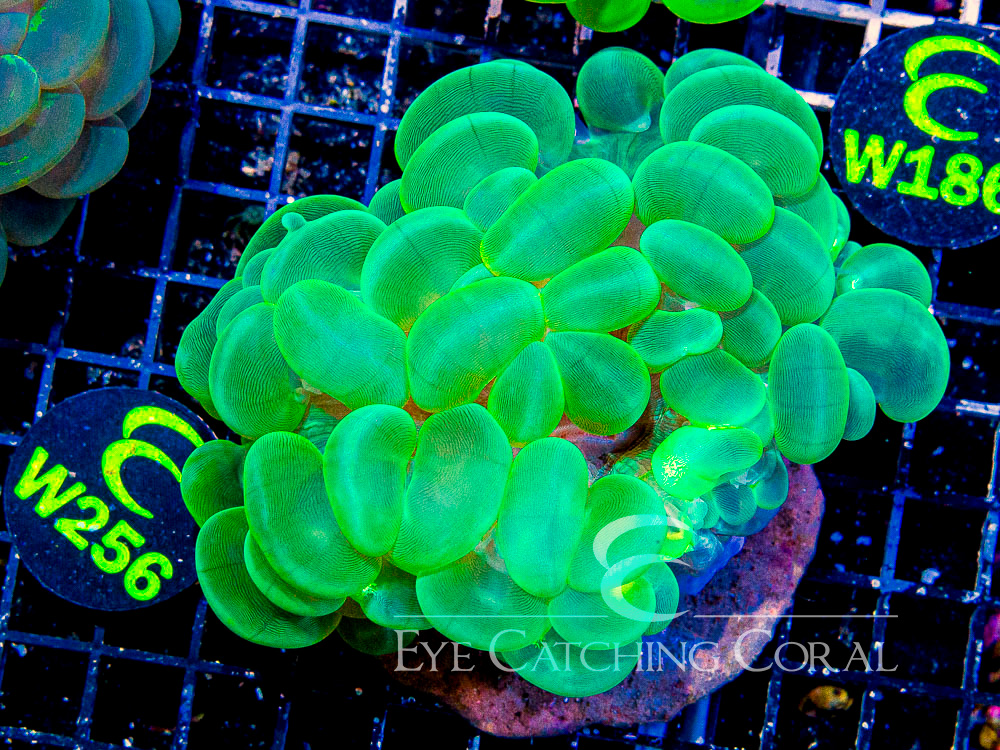 Indo Bubble Coral Neon Green Striped M- Disc w256