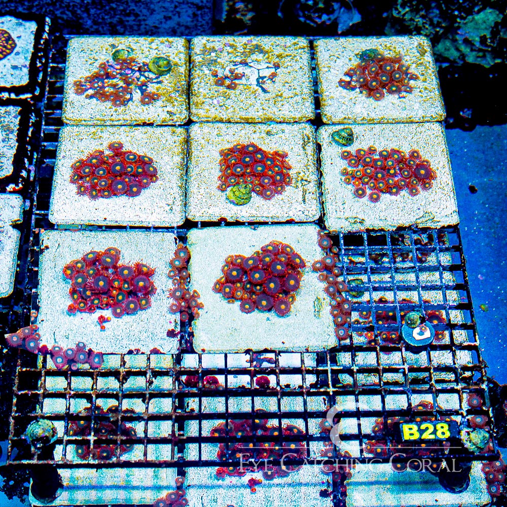 ECC Gatorade Zoanthid Frag (4+ Polyp Average)