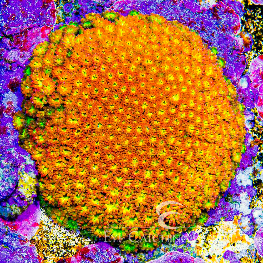 ECC Flash Fire Goniopora Frag