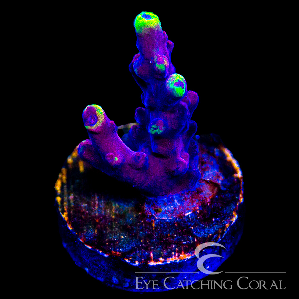 ECC Flame Tip Acropora Frag