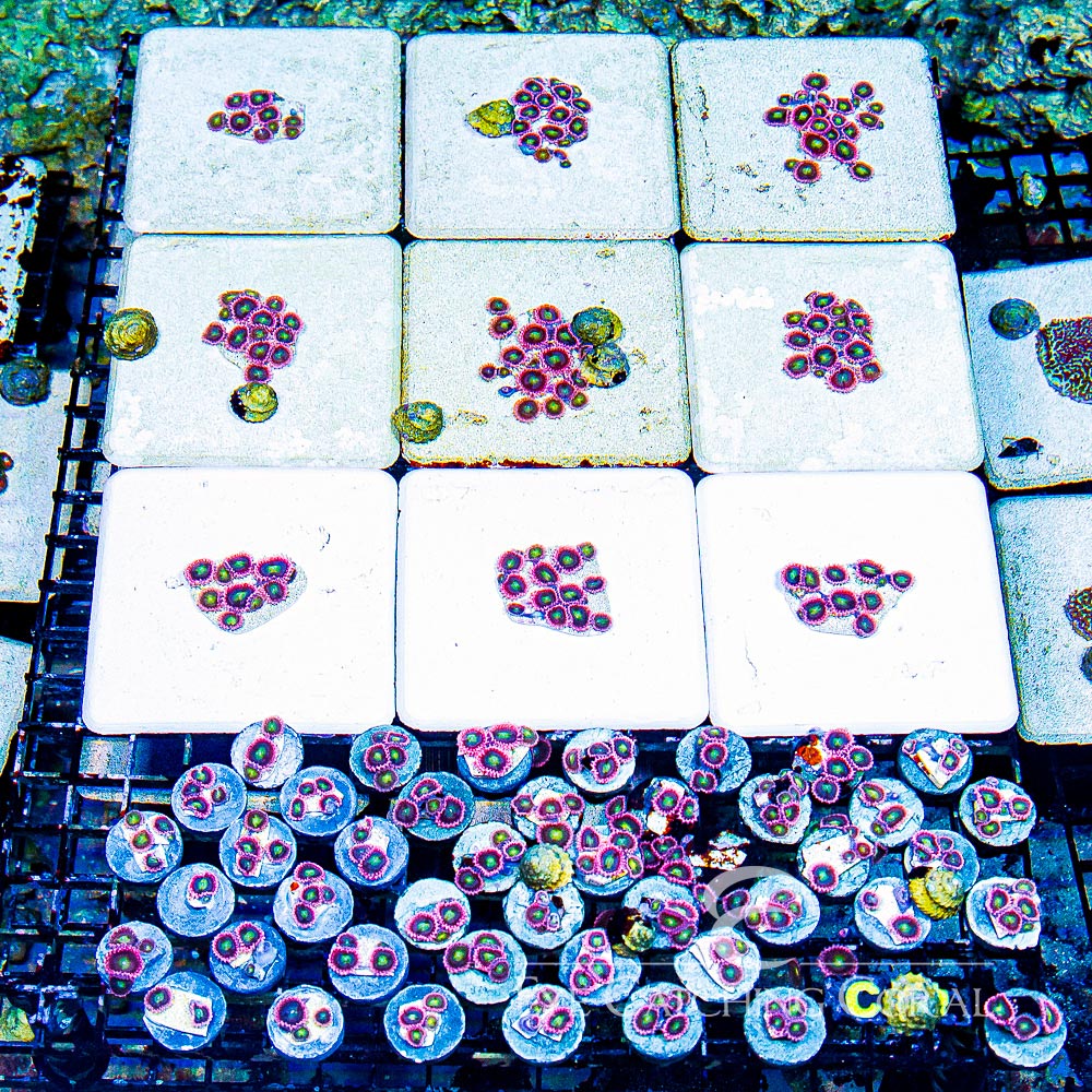 ECC Pink Taffy Zoanthid Frag (4+ Polyp Average)
