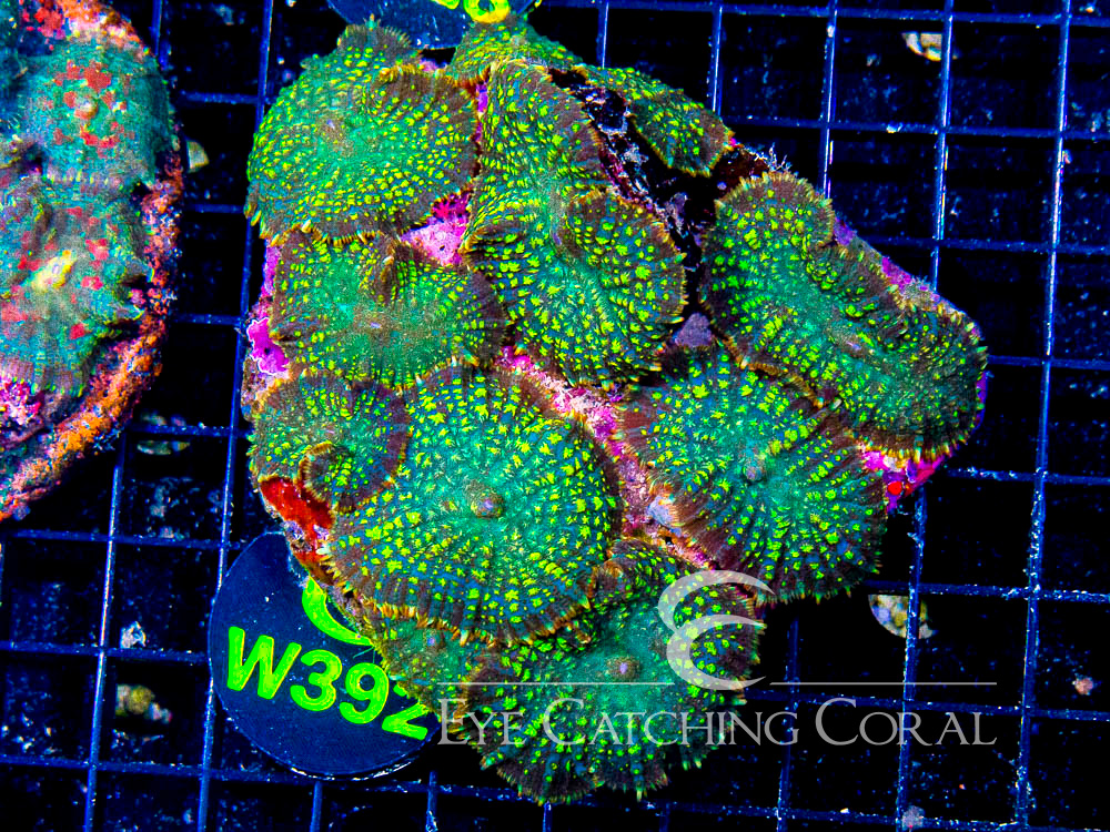 Indo Rhodactis Mushroom XL - Disc W392
