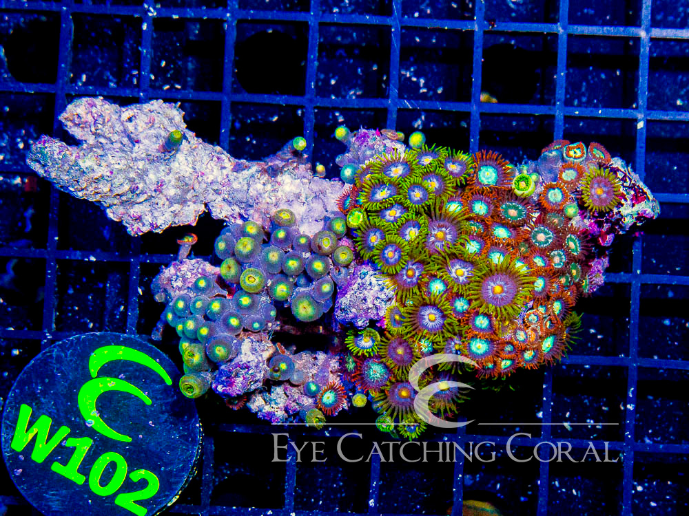 Indo Zoanthid Ultra (Sorted by Size & Color) Level 2 - Disc W102