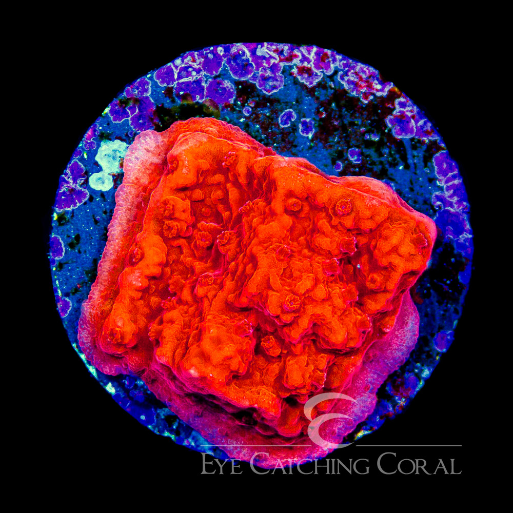 ECC Nuclear Red Montipora Frag