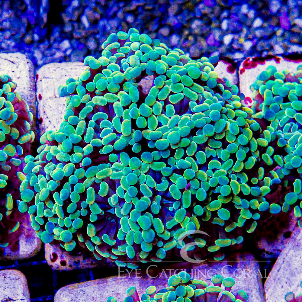 ECC Aurelia Branching Hammer Frag