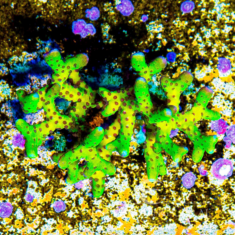 ECC Atomic Lightning Anacropora Frag