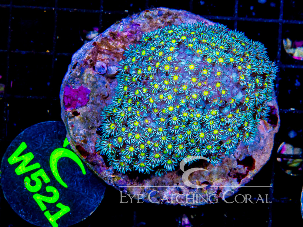 Indo Goniopora L - Disc W521