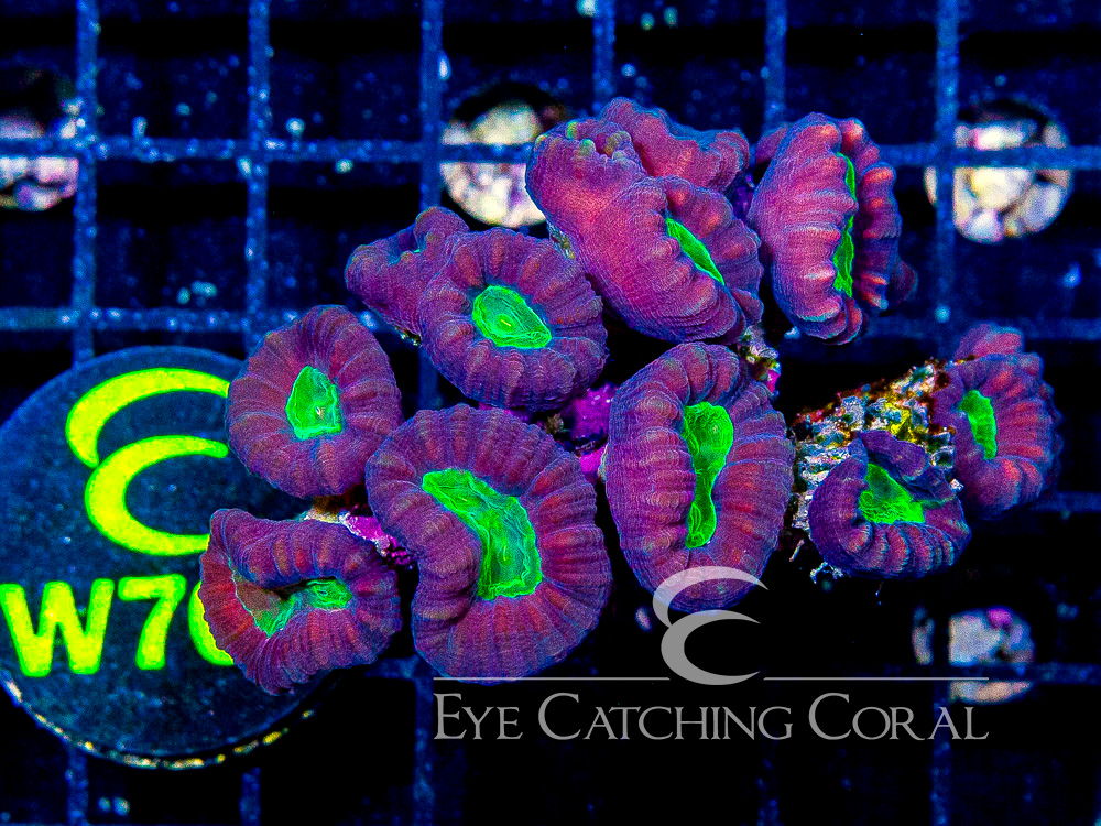 Fiji Candy Cane Multi M - Disc W704