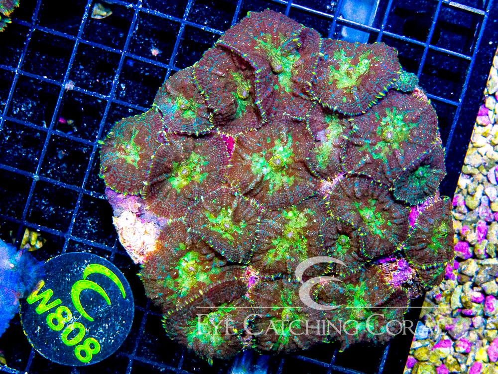 Indo Rhodactis Mushroom XL - Disc W808